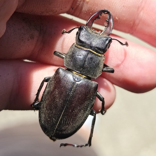 European Stag Beetle