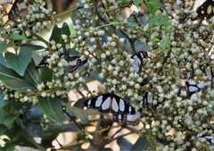 Amauris ochlea ochlea