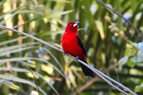 Brazilian Tanager