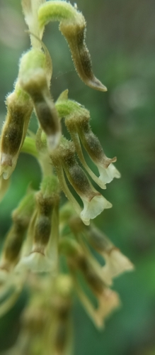 Cyclopogon elatus, photograph 4