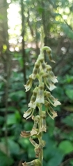 Cyclopogon elatus, photograph (c) Paulo C. O. Cunha, some rights reserved (CC BY)