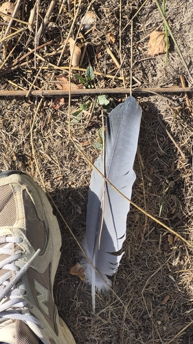 Plume de Héron cendré