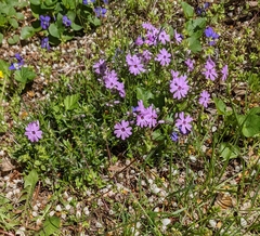 Phlox subulata