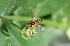 Sphaerophoria pyrrhina