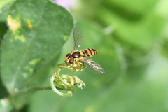 Sphaerophoria pyrrhina