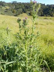 Carduus tenuiflorus