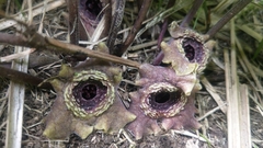 Asarum macranthum