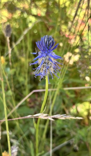 Phyteuma persicifolium, photograph 4