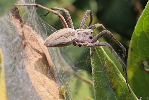 European Nursery Web spider