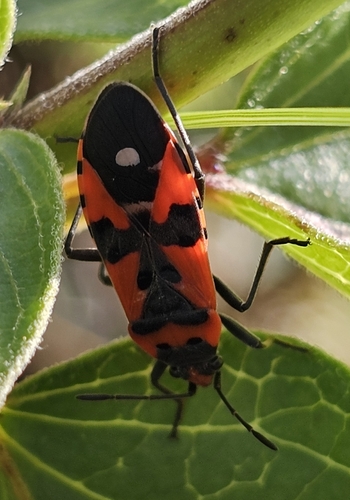 Black-and-Red Bug