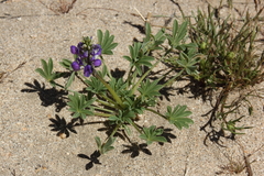 Lupinus odoratus