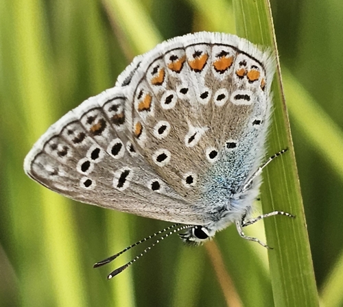 Common Blue