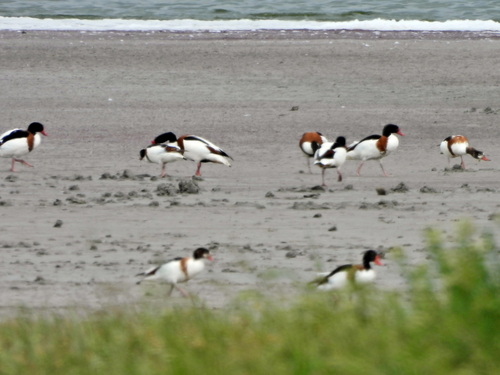 Common Shelduck