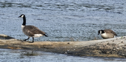 Canada Goose