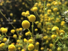 Oncosiphon pilulifer