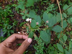 Heterocentron muricatum