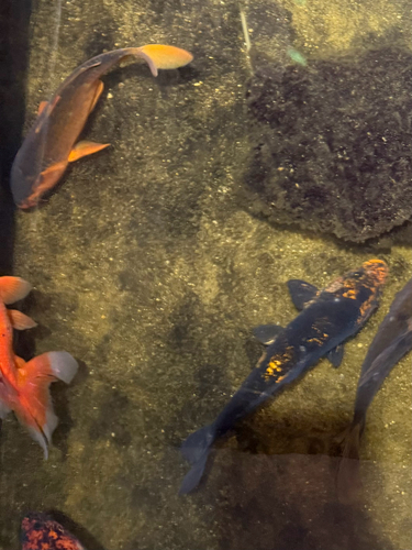 Amur Carp
