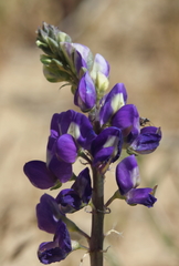 Lupinus odoratus