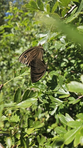 Dryad