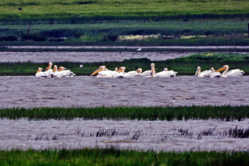 Great White Pelican