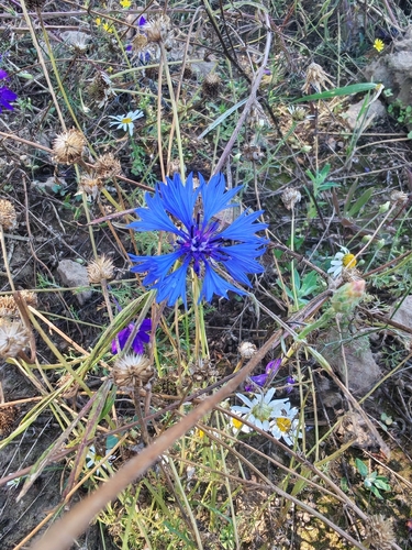 Cornflower