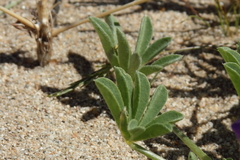 Lupinus odoratus