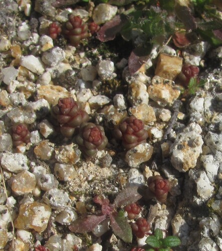Sedum andegavense