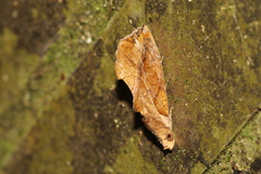 Plusiodonta coelonota