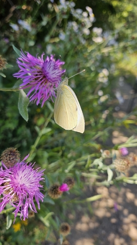Large White