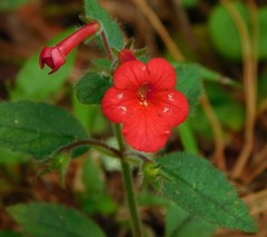 Achimenes erecta