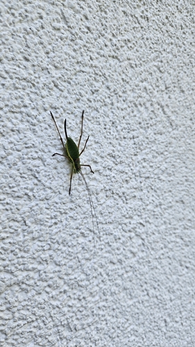 Saddle-backed Bush Cricket