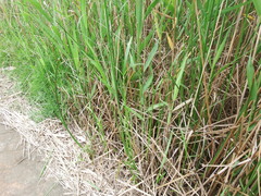 Cyperus malaccensis monophyllus