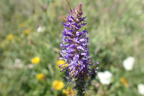 Veronica orchidea