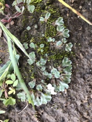 Riccia cartilaginosa