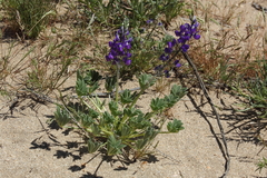 Lupinus odoratus