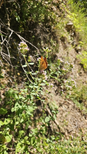 Queen of Spain Fritillary