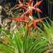 Tillandsia standleyi - Photo (c) delmer jonathan, some rights reserved (CC BY-NC), uploaded by delmer jonathan