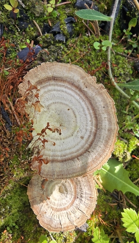 Brown Funnel Polypore