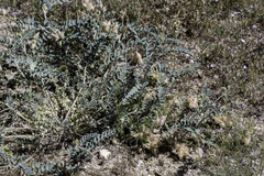 Astragalus lentiginosus nigricalycis