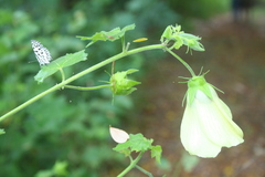 Hibiscus vitifolius