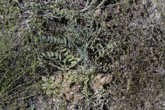 Astragalus lentiginosus nigricalycis