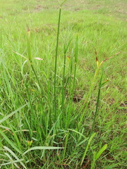 Cyperus malaccensis monophyllus