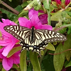 Papilio xuthus