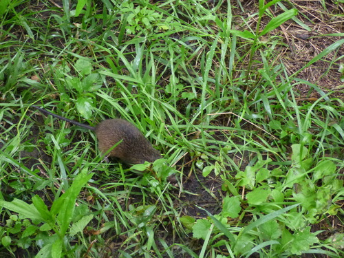 Red Hocicudo