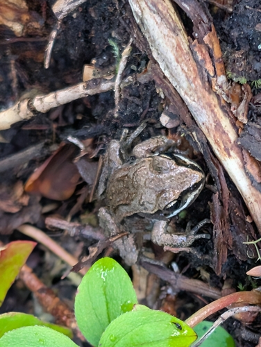 Wood Frog