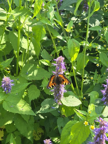 Small Tortoiseshell