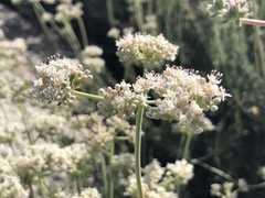 Eriogonum fasciculatum