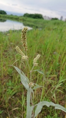 Persicaria lapathifolia lanata