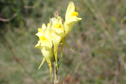 Linaria biebersteinii ruthenica