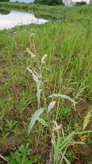 Persicaria lapathifolia lanata